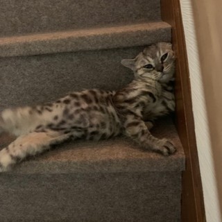 ずっとのお家を募集中