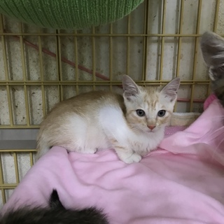 子猫  生後約２ヶ月過ぎくらい
