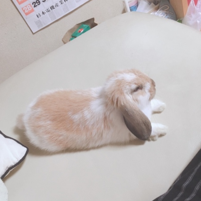 上原詠理子のカバー写真