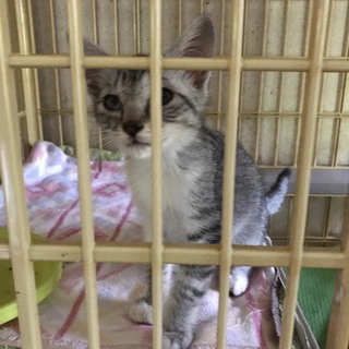 子猫 生後約２ヶ月