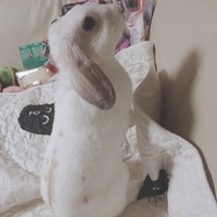 小梅