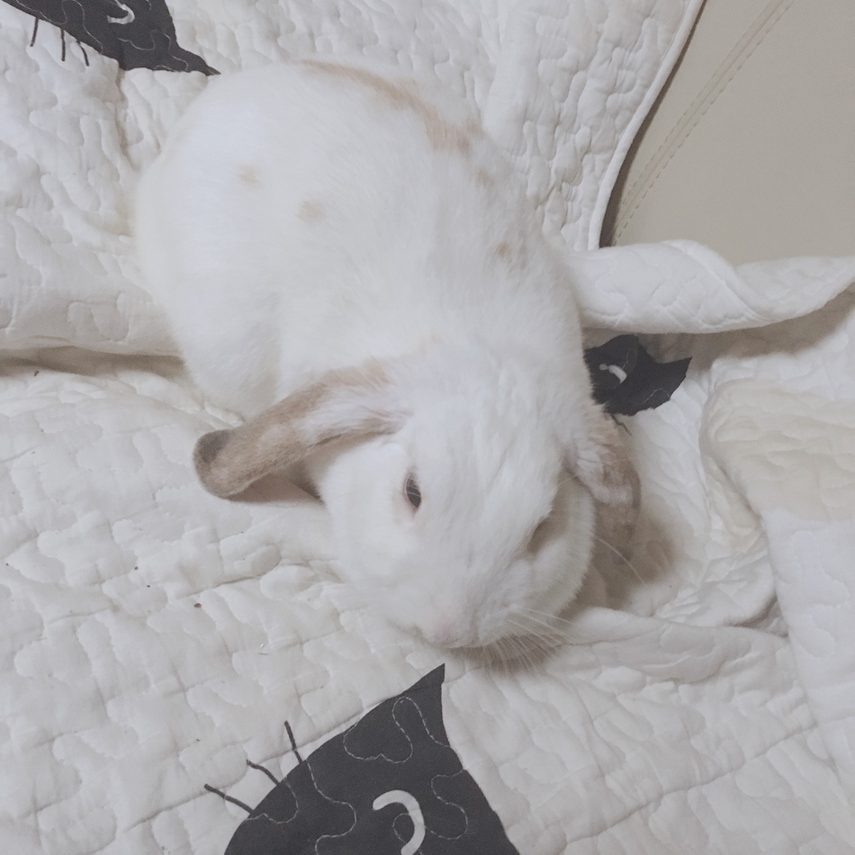 小梅のカバー写真