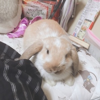 小夏