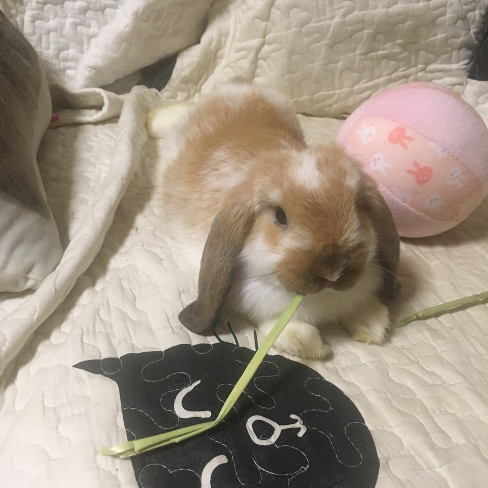 小夏のカバー写真