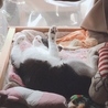 爆睡