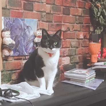 ピアノと猫