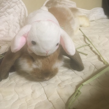 うさぎ乗せ