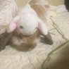 うさぎ乗せ