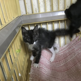 子猫里親募集中