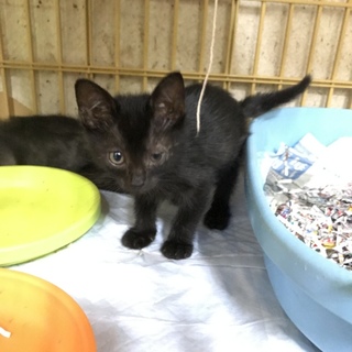 黒子猫  オス 生後約2ヶ月