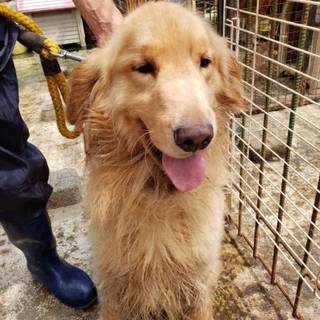 個体番号：M４９６元気いっぱいゴールデンイギリス系