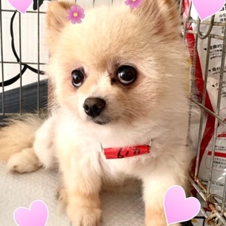 個体識別番号：W419　おとなしすぎるポメちゃん