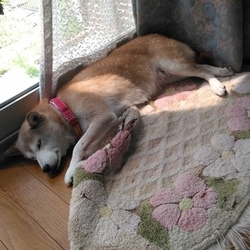 我が家の〜夏事情(；・∀・)