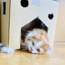 はな、うちの子らしく