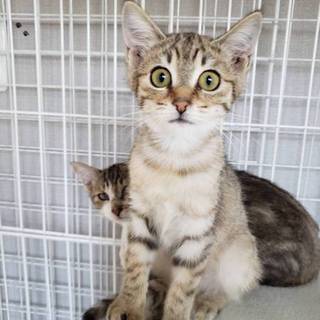 超美人にゃんこ☆マリンちゃん2.5ヶ月