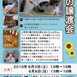 保護猫の譲渡会