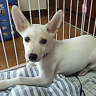 譲渡になりました！！