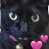 猫ちゃんちゃん2350