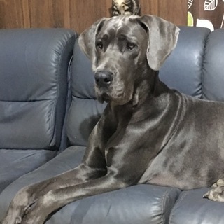 甘えん坊レイリー