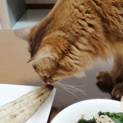 うなぎと初キッスをするうちのソマリです