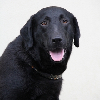 避妊済み6才女の子～繁殖引退犬～