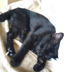 眠くても撫でられようと頑張る