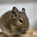里親決まりました！デグーの親子（メス）