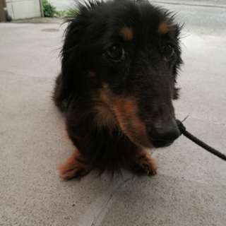 【至急】里親になっていただける方を探しています！