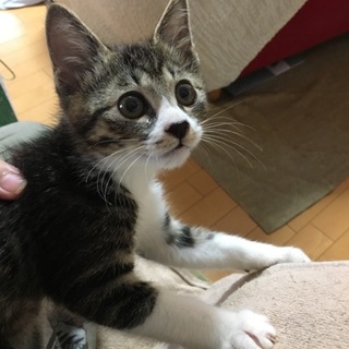 人懐こいキジ白ちゃん♫ 4本ソックス履いています。