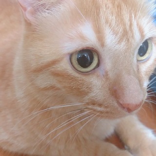 室内飼いの猫ちゃんです♪