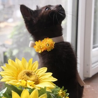 ひまわり、里親さま決定！ありがとうございました♥️