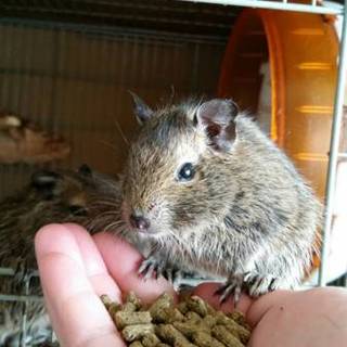 【募集停止中】デグーのこども