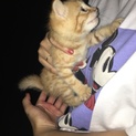 至急！！！！！里親募集中