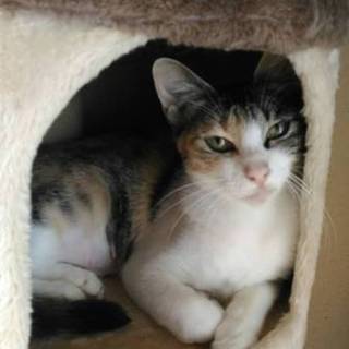 華奢で美しい三毛猫です。
