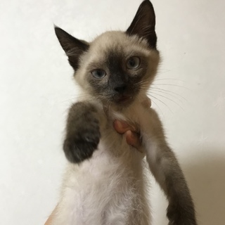 シャムミックスの男の子1