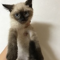 シャムミックスの男の子