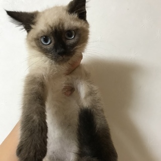シャムミックスの男の子