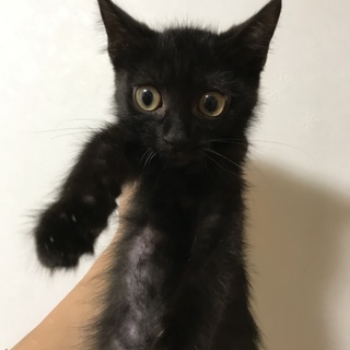 黒の男の子2