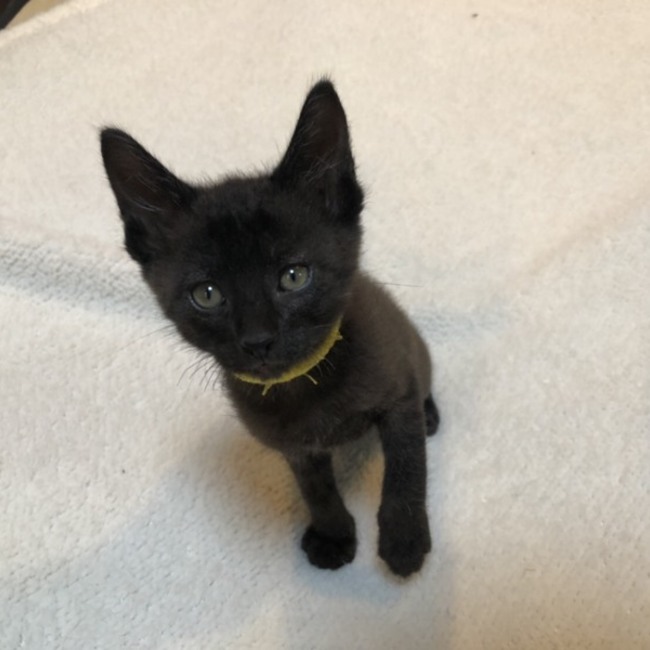 ミーシャのママ（サクラねこ名古屋）のカバー写真