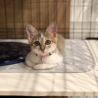 きなこ