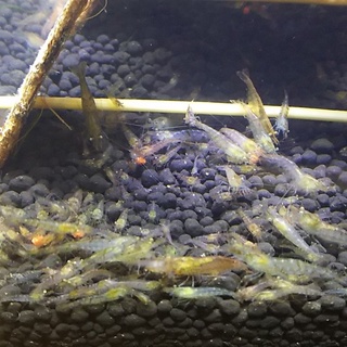 ミナミヌマエビお譲りします（教育、療養施設など）