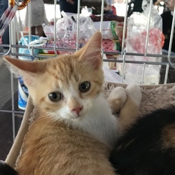 もりやま犬と猫の病院 保護猫譲渡会 サムネイル2