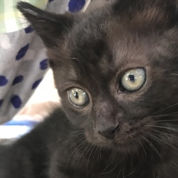 もりやま犬と猫の病院 保護猫譲渡会 サムネイル3