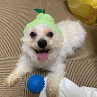 ドルジ