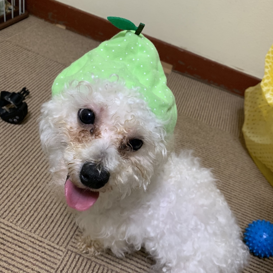 ドルジのカバー写真