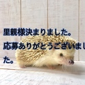 全頭の里親様が決まりました。