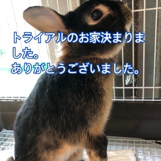 里親様決まりました！ありがとうございました！