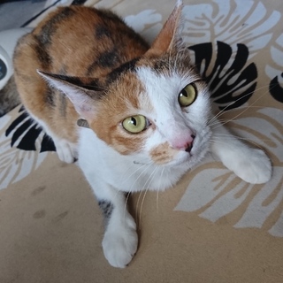 小柄な三毛猫マロちゃん♀です