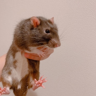 ファンシーラット雄