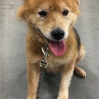 穏やかなママ野犬やちるちゃん